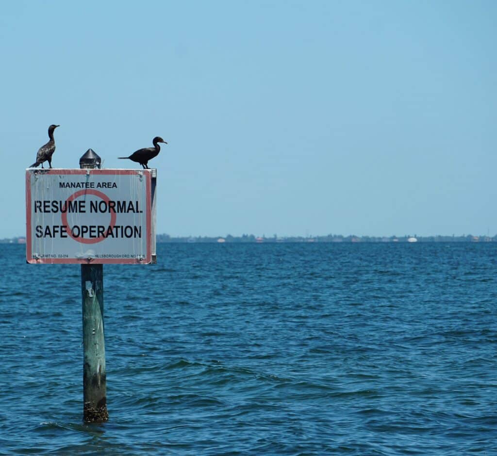 Birds perched on a Florida waterway sign with "Manatee Area" warning, situated on a calm sea with a distant shoreline.